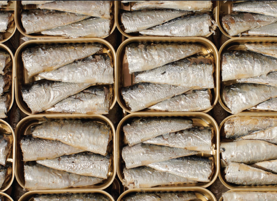 Freshly packed sardines arranged inside golden tins